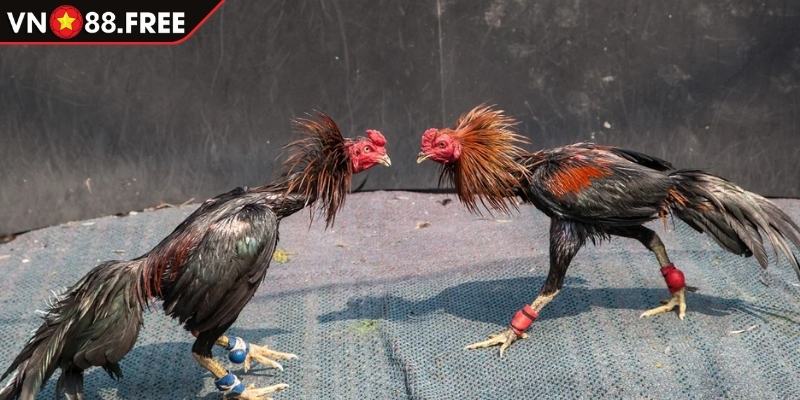 Loại hình đá gà Thomo hấp dẫn