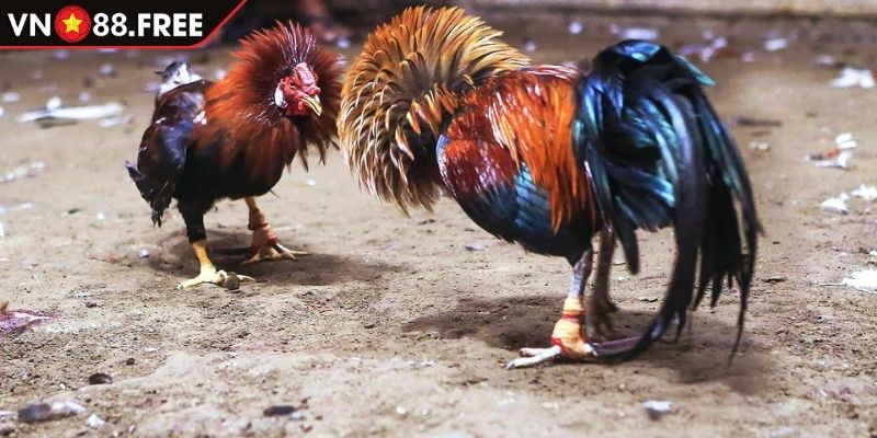 Đá Gà Vn88 3 Loại hình cựa tròn hấp dẫn