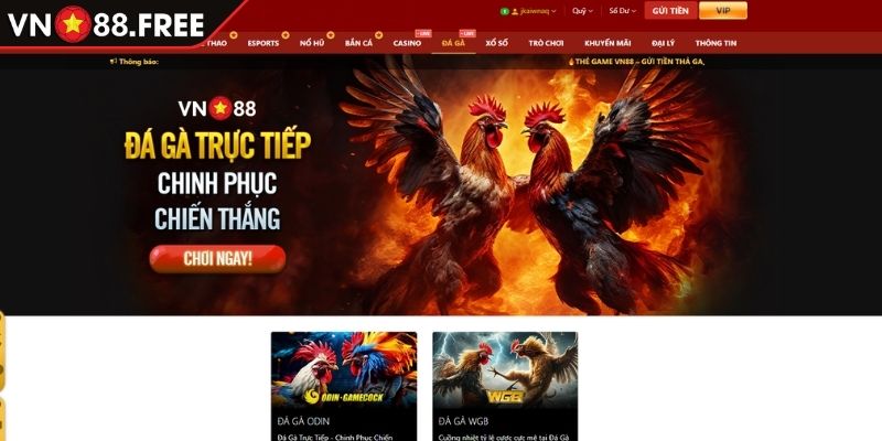 Đá Gà Vn88 1 Vài nét sơ lược về Đá Gà VN88